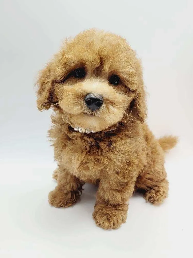 We Specialize in toy and miniature size poodles