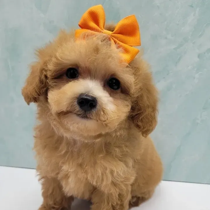 toy poodle