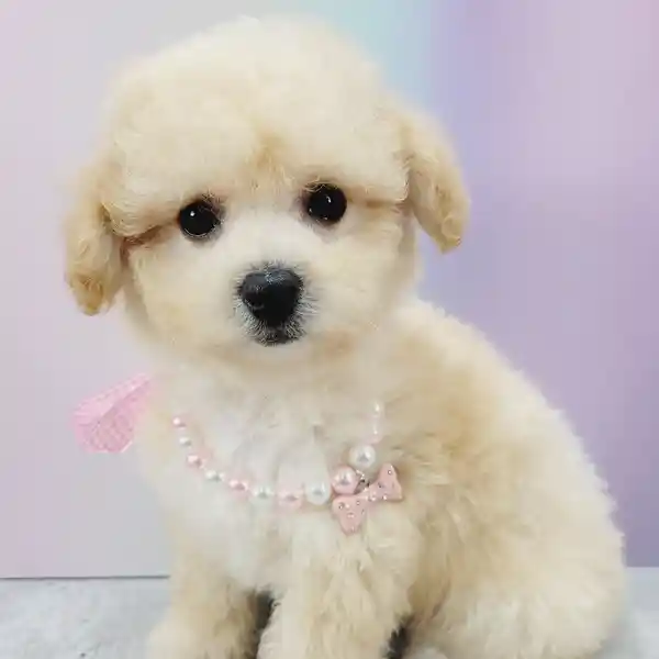 nyc poodles areas we serve