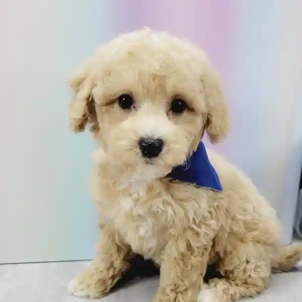 whats included with your poodle